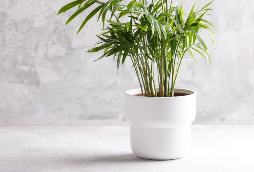 Tolle Pflanzgefäße & Töpfe für den Garten