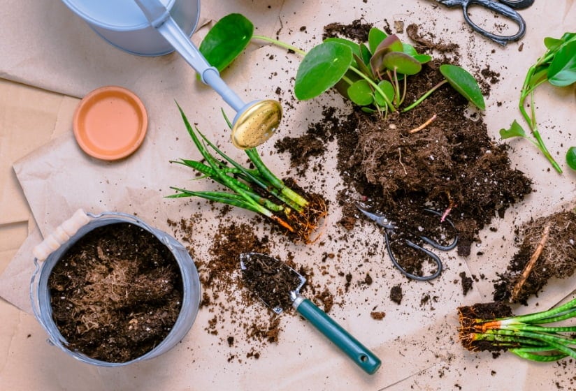 Gartenerde für Pflanzen