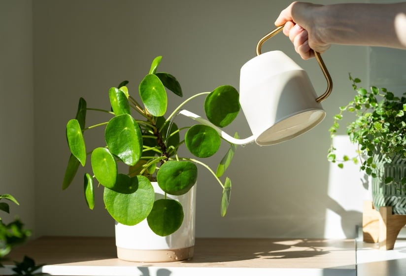 Bewässerungen für den Garten