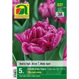 AUSTROSAAT Gefüllte frühe Tulpen "Showcase"