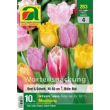 AUSTROSAAT Gefranste Tulpen Mischung