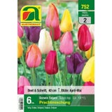 AUSTROSAAT Prachtmischung Darwin Tulpen