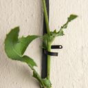 Botanopia Stütze für Kletterpflanzen - Messing mit schwarzer Beschichtung