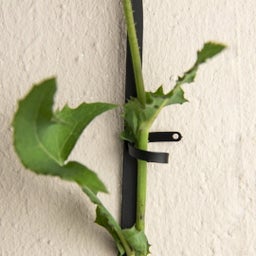Botanopia Stütze für Kletterpflanzen - Messing mit schwarzer Beschichtung