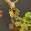 Botanopia Mini-Vogelhaus für Pflanzen - 1 Stk