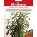Dürr Samen Süßkraut Stevia - 1 Pkg