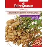 D&uuml;rr Samen Erdnuss