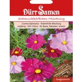 Dürr Samen Cosmea Mischung
