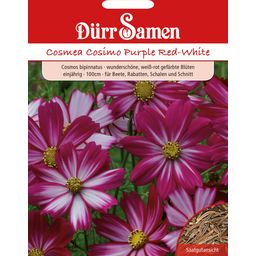 Dürr Samen Cosmos Cosimo Purple Red-White - 1 Pkg