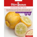 Dürr Samen Zitronengurke Lemon - 1 Pkg