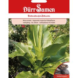 Dürr Samen Bananenbaum - 1 Pkg