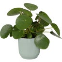 elho vibes fold rund 16 cm - sorbet grün