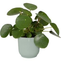 elho vibes fold rund 18 cm - sorbet grün