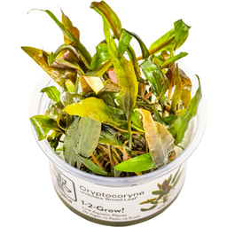 Tropica Cryptocoryne undulata 'Broad Leaf' CUP - 1 Stk