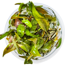 Tropica Cryptocoryne undulata 'Broad Leaf' CUP - 1 Stk