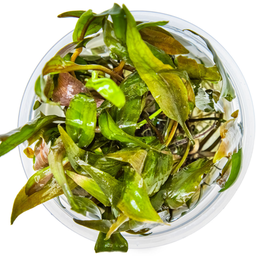 Tropica Cryptocoryne undulata 'Broad Leaf' CUP - 1 Stk