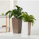 Lechuza Tischgefäß MINI CUBI Premium