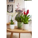 elho vibes fold rund 18 cm - sorbet grün