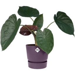 elho greenville Topf rund 14 cm