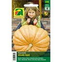 AUSTROSAAT Riesen-Kürbis 