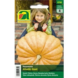 AUSTROSAAT Riesen-Kürbis 