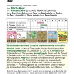AUSTROSAAT Riesen-Kürbis 