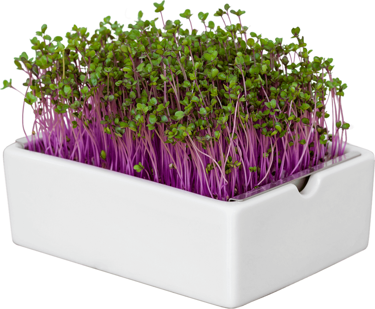 Heimgart Rotkohl Microgreens Saatpad - 1 Stk