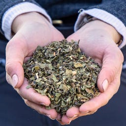 Stiefel Wurmkräuter