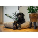 CharLine Futterkohle Mehl für Hunde - 175 g