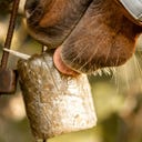 Stiefel Kräuterlix Leckstein