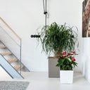 Lechuza Pflanzgefäß CUBE Premium 30