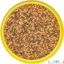 JBL Pronovo Bel Grano S