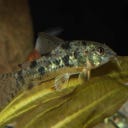 JBL Pronovo Corydoras Tab M - 100ml