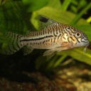 JBL Pronovo Corydoras Tab M - 100ml