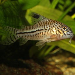 JBL Pronovo Corydoras Tab M - 100ml