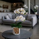 Seramis Spezial-Substrat für Orchideen - 7 l