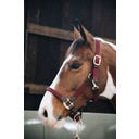 Kentucky Horsewear Nylon-Halfter geflochten bordeaux - WB