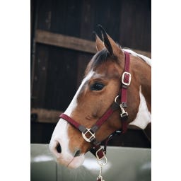 Kentucky Horsewear Nylon-Halfter geflochten bordeaux - WB