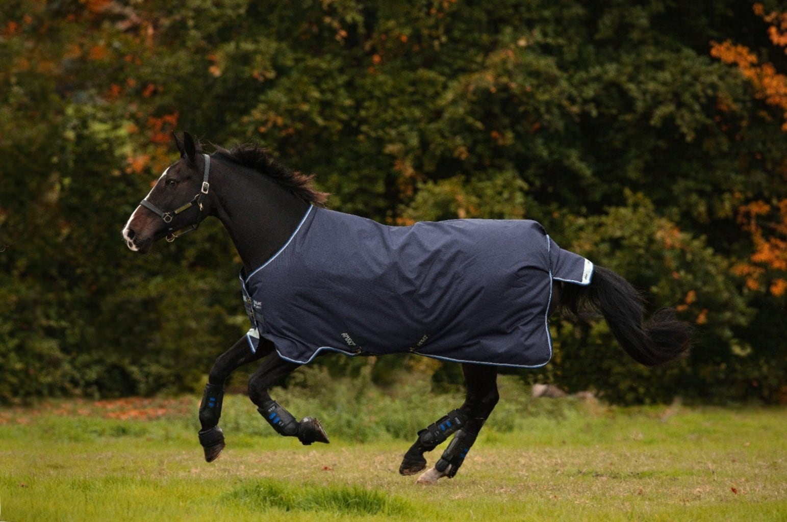 Horseware Ireland Amigo Bravo 12 Turnout 250g navy