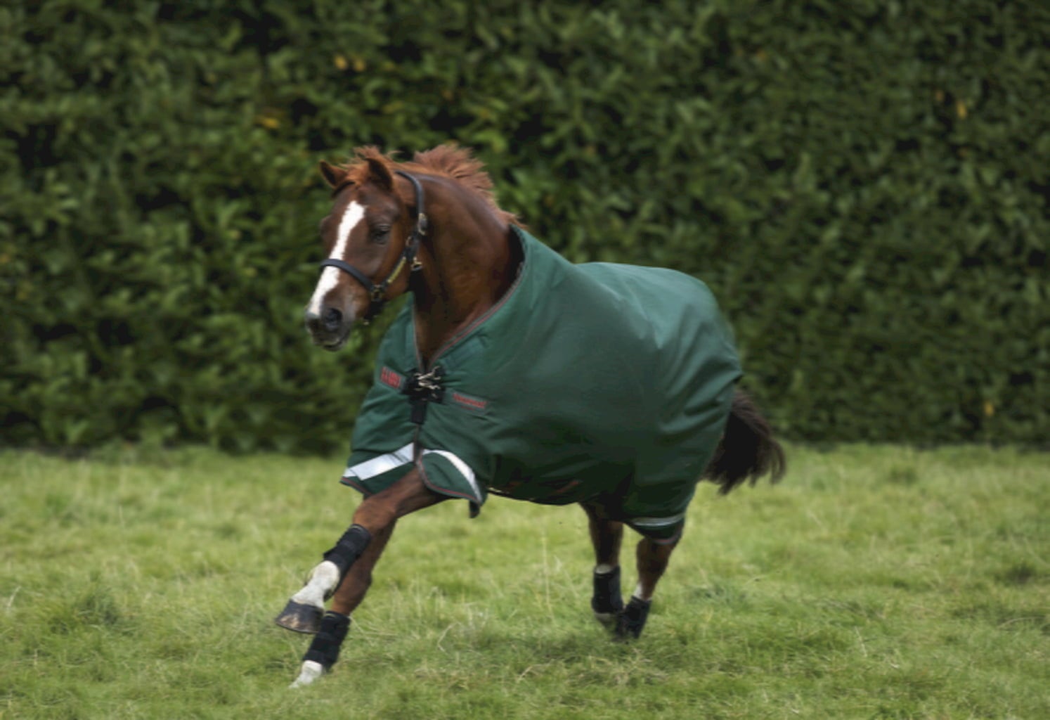 Horseware Ireland Rambo Original Turnout 100g green/red