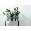 elho brussels rund mini 7 cm