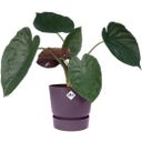 elho greenville Topf rund 18 cm