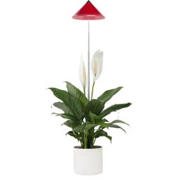 Venso SUNLiTE Pflanzenlampe 7W