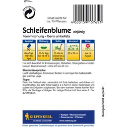 Kiepenkerl Schleifenblume 