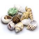 Hobby Sea Shells Set - mittel