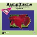 Kampffische
