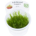 Tropica Taxiphyllum barbieri CUP - 1 Stk