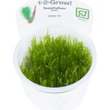 Tropica Taxiphyllum 'Spiky' CUP