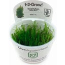 Taxiphyllum 'Taiwan moss' CUP