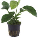 Anubias barteri var. caladiifolia